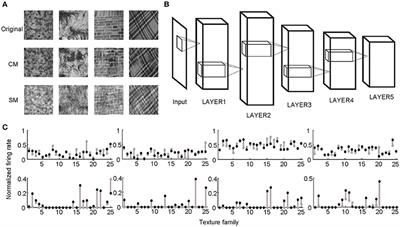 Deep Learning Predicts Correlation between a Functional Signature of Higher Visual Areas and Sparse Firing of Neurons